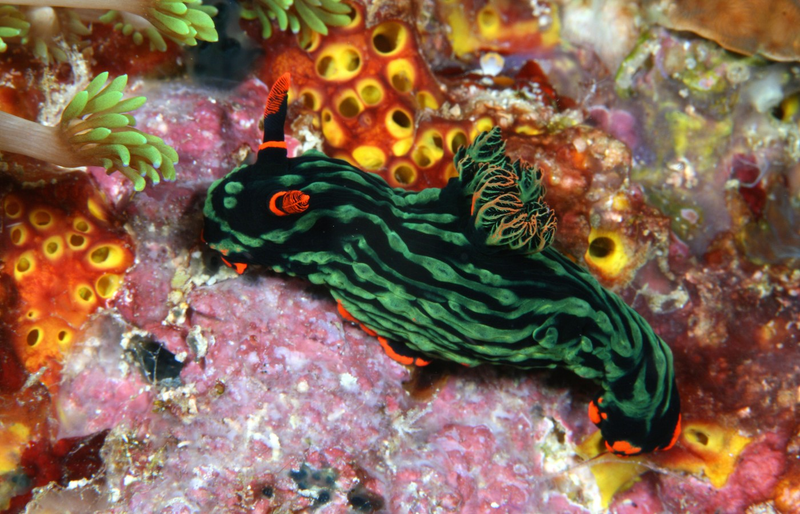 Illustration for article titled Striking Photographs Of Sea Slugs Expose The Alien World Under the Sea